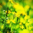 꽃밭교회 이미지