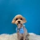 퍼스트멍멍 이미지