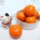 강준혁농장 | [제주감귤택배배송] 제주도 지인분에게 선물받은 맛있는 효돈감귤 후기!