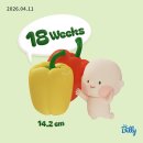다올치과기공소 | 18주 중기 임산부 스케일링 후기, 임산부 치과 스케일링 할인 바우처 사용