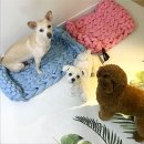 강아지공간 이미지