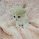 일산고양이분양&미용 반하나캣 이미지