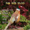 앵두노래광장 이미지