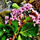 추위에도 아랑곳 하지 않고 꽃을 피운 히말라야바위취(Himalayan Bergenia) 이미지