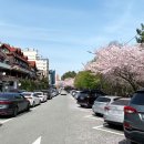 베럴먼데이 사상경전철역점 | 🌸부산 벚꽃명소추천🌸, 바다랑 벚꽃을 같이 볼수 있는 달맞이길 🌛