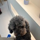 안녕!멍멍 이미지