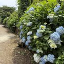 접시꽃 | [전남 여행] 전라남도 제7호 민간 정원 장수호 힐링 정원에는 수국과 접시꽃이 피였습니다.