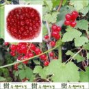 수원예조경 - 과천시 중앙로 317 | 수원예조경