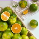 제주 농장직송 극조생 효돈 타이벡 감귤 대과 10kg 9,900원 무배 이미지