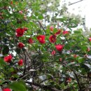 참선진녹즙 이미지