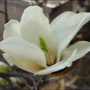 꽃피는 봄날 이미지