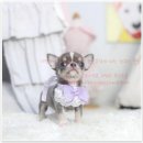 더펫 강아지분양 고양이분양 일산본점 이미지