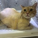 낑깡이랑 | 🍊 낑깡이 교감미용 이야기