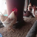 선소리 민박 이미지