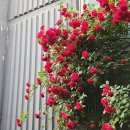 까망여우 - 북구 평교로30번길 6-2 | 5월의 청춘