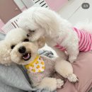 댕로하 애견유치원&애견미용 이미지