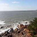 원숭이도 나무에서 떨어져... 이미지