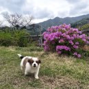 월성계곡한가족펜션 이미지