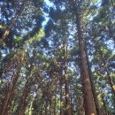 남조로 사려니숲길입구 이미지