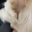 푸른숲동물병원 이미지