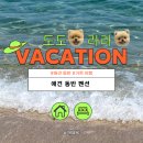페리아902오션뷰스파펜션 | 강릉 1박 2일 애견동반 여행 ㅣ강릉 페리아 902 오션뷰스파애견동반펜션 (A304 후기 +A306 A303 비교)
