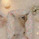 스프링펫 - 수원시 영통구 인계로 254 | [냥냠제작소] 스프링 시리즈 클라우드 박스 후기 , 강아지 쿠션 추천
