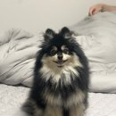 미친피자 송탄점 이미지