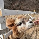 기선목장 이미지