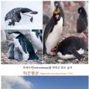 미세수면 남극 턱끈펭귄(Pygoscelis antarctica 이미지