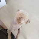 자가제빵선명희피자 동탄에비뉴점 | 자가제빵선명희피자 내돈내산 후기