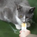 수영장펜션 이미지