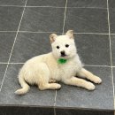 제주특별자치도 동물위생시험소 (동물보호센터) 동물병원 | 포인핸드 제주, 동물보호센터 방문 후기