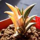 하월시아 - Haworthia viscosa 'MULTICOLOR',Haworthia viscosa spiralis , Haworthia 'White Christmas'............78. 이미지