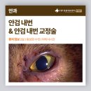 나비셀동물의료센터 | 전농동 동물병원 눈물과 각막혼탁을 동반한 고양이 안과 진료