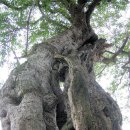 시례경로당? 이미지