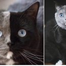 살구라는 이름의 고양이