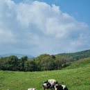 한별목장 이미지