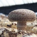 선우농장 이미지