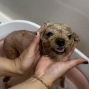 오월의 그루밍 이미지