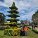 연천 전곡리 국화축제장 탐방 이미지