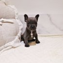 버디독 강아지분양 안심분양센터 서울 영등포점 이미지