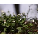 태백산 들꽃 산행(2026.04.21)