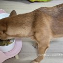 망고쿠로 이미지