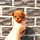 딜라잇독 앤 캣 강아지고양이 분양 시흥 | 불광동강아지분양 꼭 여기 알아두세요 후기 솔직히 알려드릴게요