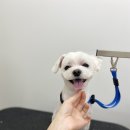 댕바이미 이미지