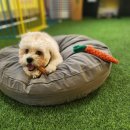 댕냥테라피 이미지