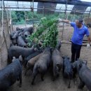 돼지농장 이미지