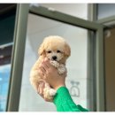 부산강아지분양 디몽 광안리본점 이미지