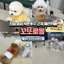 몽&보리 | 잠실 애견카페 찾는다면? 송파,석촌호수 근처 애견카페 “꼬또로몽" 추천해요