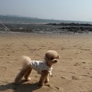 청춘호텔 | 영종도 구읍뱃터 애견동반 여행 에어스카이호텔 숙소 후기와 청춘조개